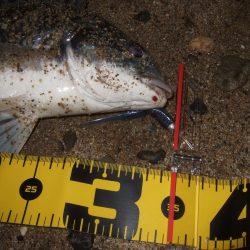 2018 キビレ調査NO、12