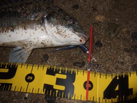 2018 キビレ調査NO、12