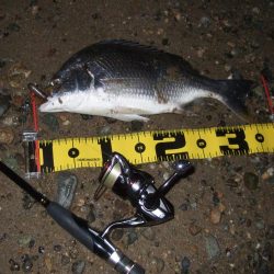 ２０１８ キビレ調査NO、１３