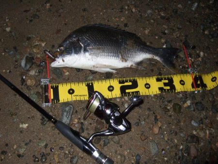 ２０１８ キビレ調査NO、１３