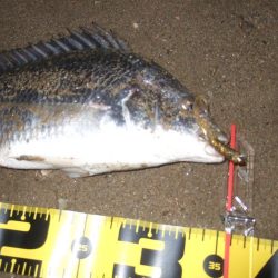 2018 キビレ調査NO、14