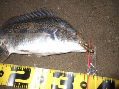 2018 キビレ調査NO、14