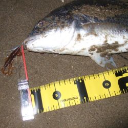 ２０１８ キビレ調査NO、１５