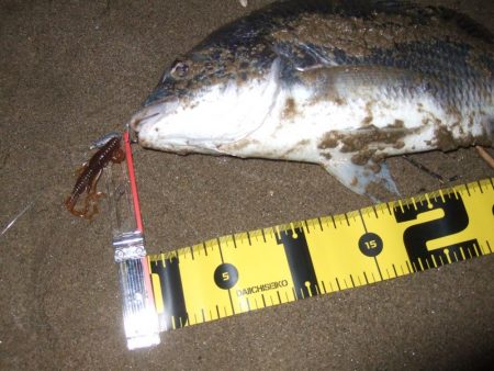 ２０１８ キビレ調査NO、１５