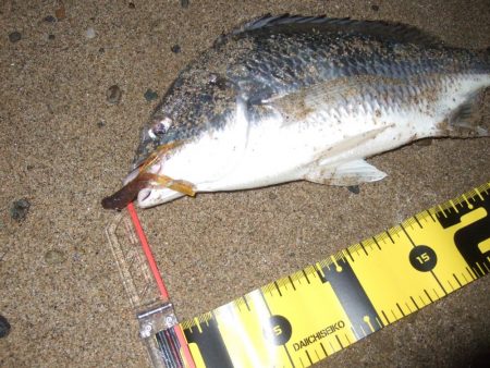 ２０１８ キビレ調査NO、１６