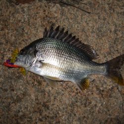 今日は活性高し