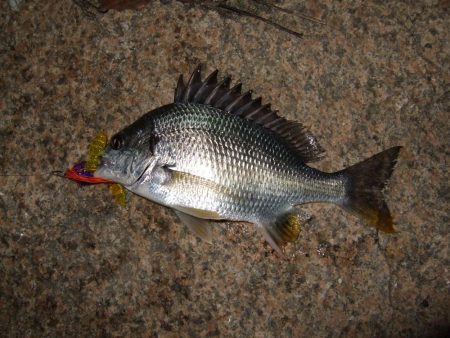 今日は活性高し