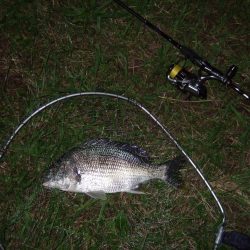 マイポイント活性高し