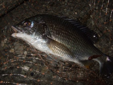 梅雨メバル釣行で豪華なゲストが登場