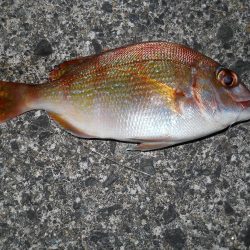 タッチー釣りに