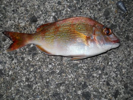 タッチー釣りに