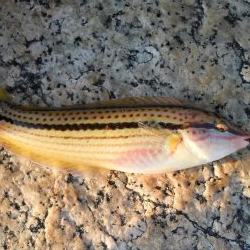 一ヶ月ぶりの釣り