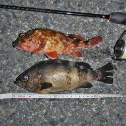 メバル狙ってシーバス