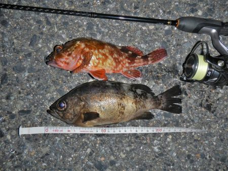 メバル狙ってシーバス