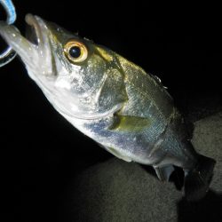 リバーシーバス