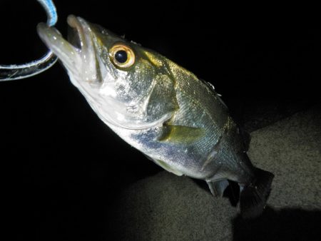 リバーシーバス