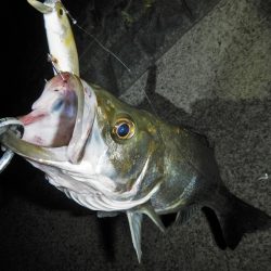 オートリリース