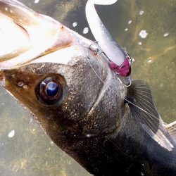 甲子園浜　デイゲーム　４本