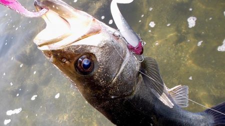 甲子園浜　デイゲーム　４本