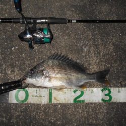 バチのサイズが小さくて苦戦…。