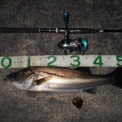 マイクロバチパターン？。