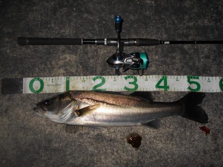 マイクロバチパターン？。