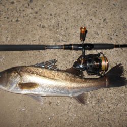 やはり表層か?。