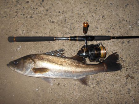 やはり表層か?。