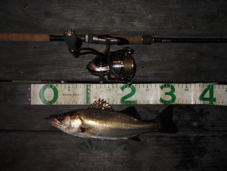 前半は表層 後半はテクトロで連発♪。