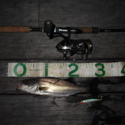 テクトロでポツポツと…。