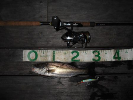 テクトロでポツポツと…。