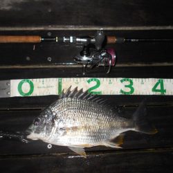 チビが多い…。