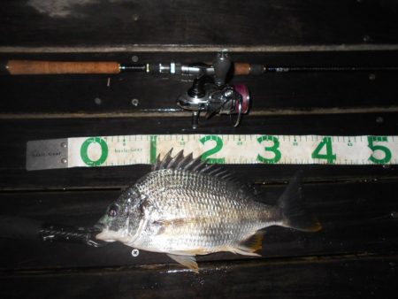 チビが多い…。