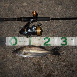 イレギュラーな動きに反応有り。