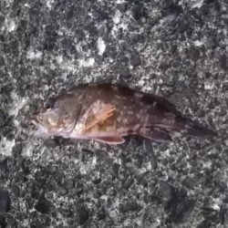 ロックフィッシュ