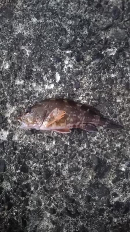 ロックフィッシュ