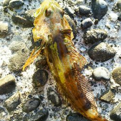 五目釣りに変更