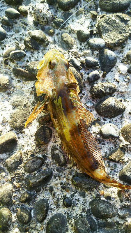 五目釣りに変更