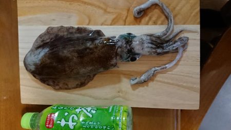 やっと初あおり