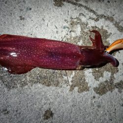 ケンサキ狙いが…