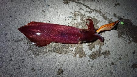 ケンサキ狙いが…