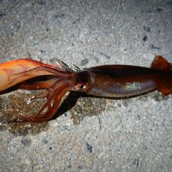 ケンサキエギング