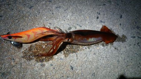 ケンサキエギング