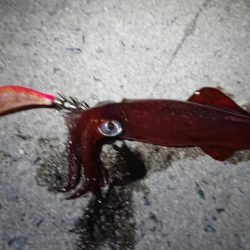 朝マズメエギング