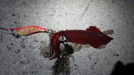 朝マズメエギング