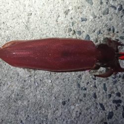 仕事終わりエギング