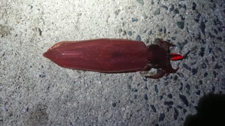 仕事終わりエギング