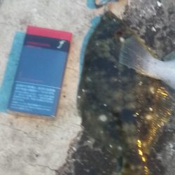 カレイリベンジ!