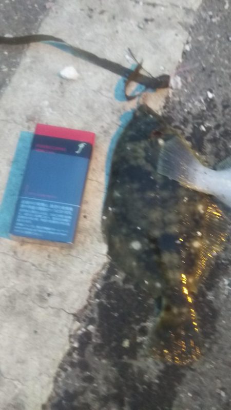 カレイリベンジ！