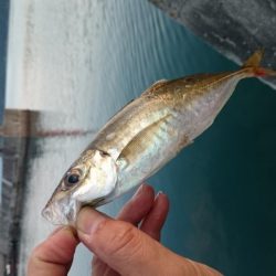 アジの地合い 短ッ、